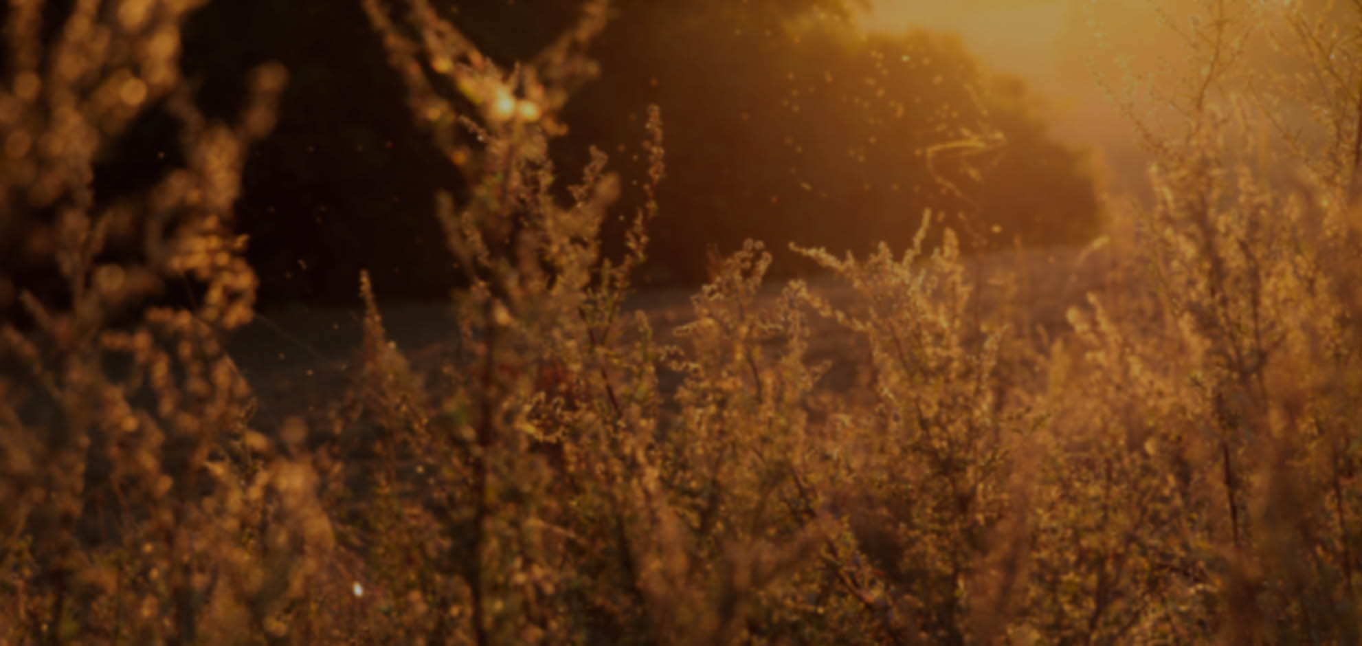 免费ddos在线攻击